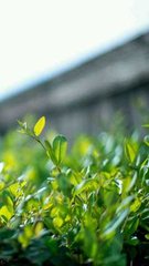 诉衷情·茫然不肯住林间