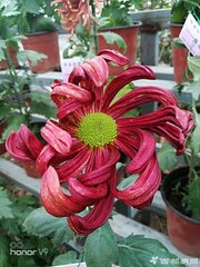 黄花