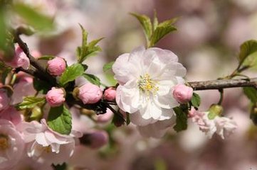 小桃红·杏花开后不曾晴