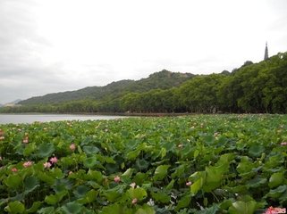 鹧鸪天（西湖）