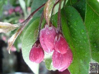 大酺·越调春雨