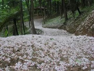 三月二十四日宿曾峰馆，夜对桐花，寄乐天