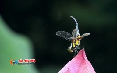 鹧鸪天（和赵晋臣敷文韵）