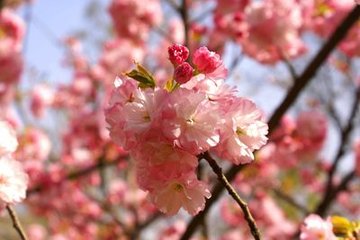 题青龙寺