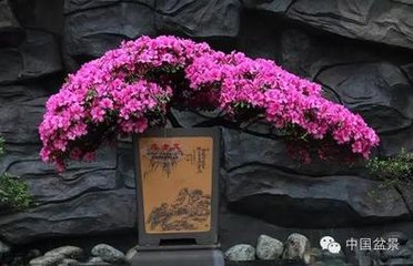 菩提寺南漪堂杜鹃花