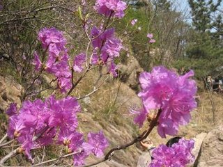 同友生题僧院杜鹃花