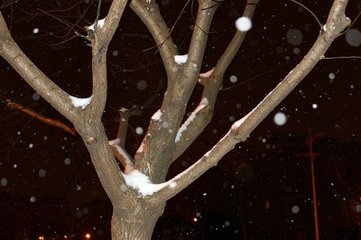 春夜喜雪有怀王二十二