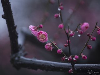 同赋梅花十二题·雨中