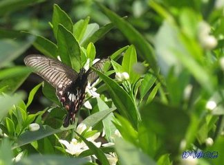 蝶恋花·舟舣津亭何处树