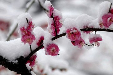 永遇乐（寿叶枢密）