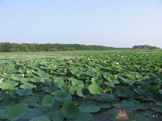 湖上观萤