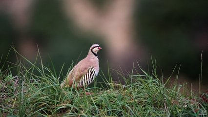 山鸡