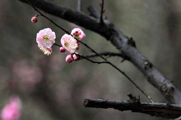 暗香 吴中顾氏旧时月色亭，陆壹天倡始用白