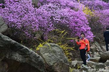 喜山石榴花开（去年自庐山移来）