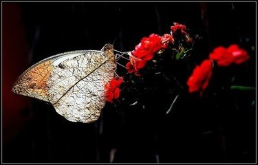 蝶恋花·（一名一箩金