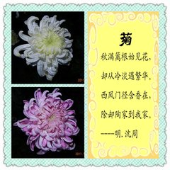 菊花