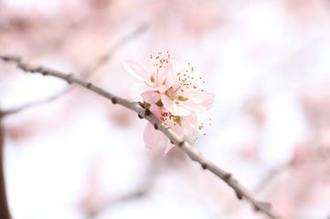 题广度院