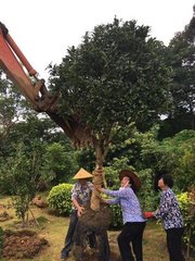 开东园路北至山脚因治路傍隙地杂植花草