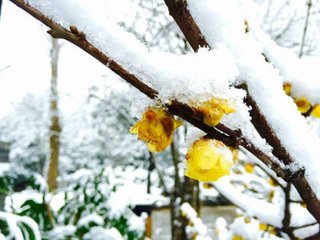 丑奴儿慢·麓翁飞翼楼观雪