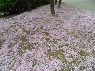 念奴娇·杏花过雨