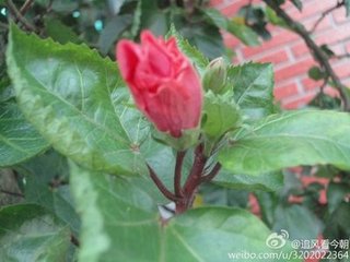 朱槿花