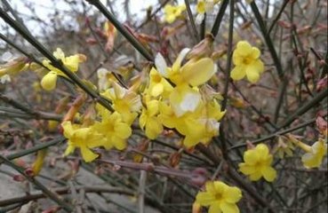 奉陪郭常侍宴浐川山池