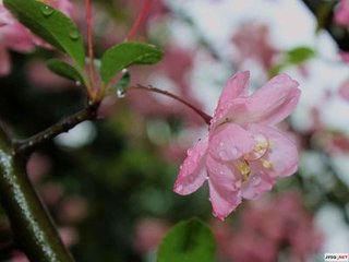 雨中花·剪翠妆红欲就