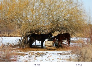 早春残雪