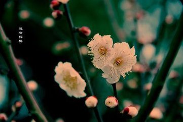 饮酒 十八