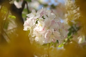 春晴暄甚游西市施家园