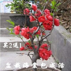 题磁岭海棠花
