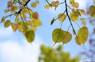 菩萨蛮（晋臣张菩提叶灯，席上赋）