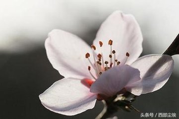 杏花天·看花随柳湖边去