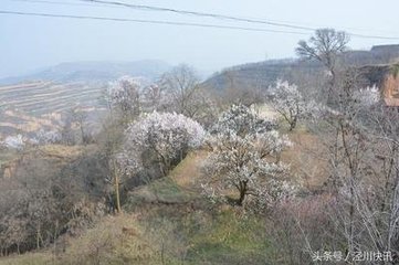 花前有感，兼呈崔相公、刘郎中