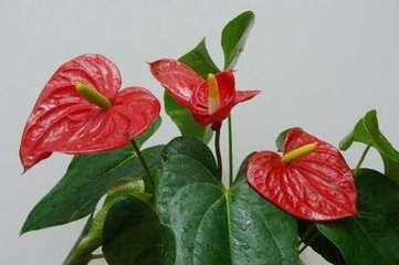 咏花烛（烛花）