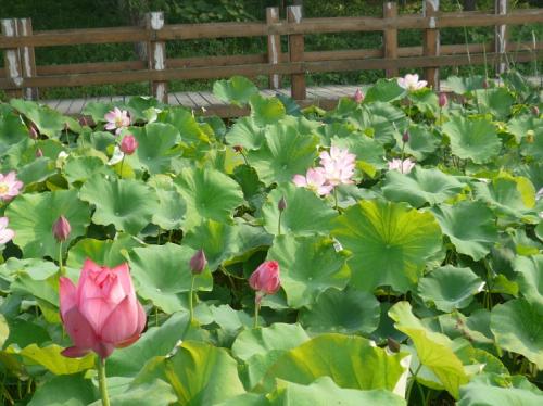 蝶恋花·旅月怀人