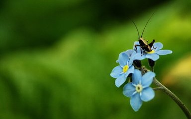 使东川。清明日