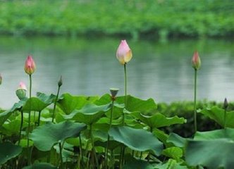 三日曲水侍宴应制