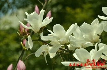 木兰花慢（和旧词韵）