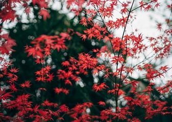 风入松·听风听雨过清明