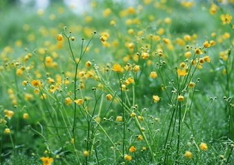 吉水作尉酬高援秀才见赠