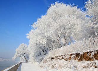 令狐相公见示，题洋州崔侍郎宅双木瓜花顷接