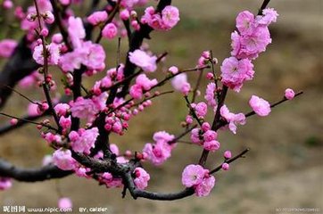 与诸客携酒寻去年梅花有感