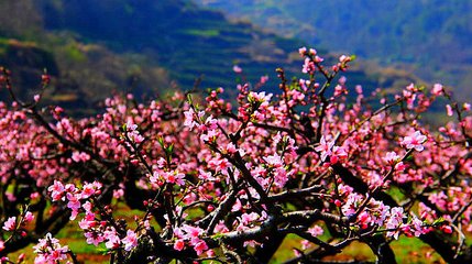 玄都观桃花