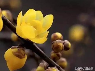 蜡梅一首赠赵景贶（〔一题：次履常蜡梅韵。