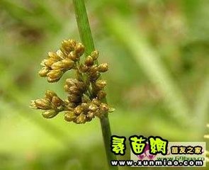 灯心草