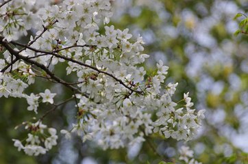 西江月·赋瑶圃青梅枝上晚花