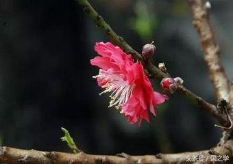 题百叶桃花（知制诰时作）