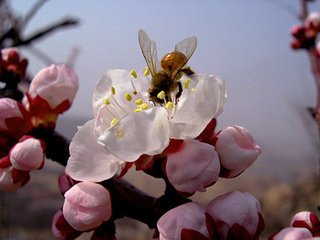 下邽庄南桃花