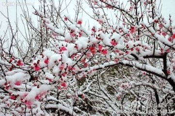 和蒋无退咏雪